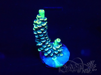 WYSIWYG Acropora acclimated LED