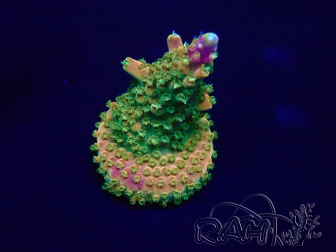 WYSIWYG Acropora Mariculture acclimaté led