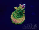 WYSIWYG Acropora Marikultur akklimatisiert LED