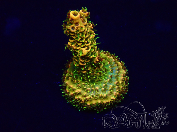 WYSIWYG Acropora tenuis 15B8 Mariculture acclimaté led