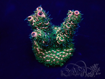 WYSIWYG Acropora acclimaté led