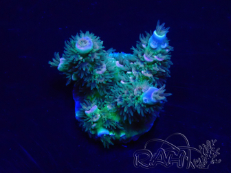WYSIWYG Acropora Maricoltura acclimatata led