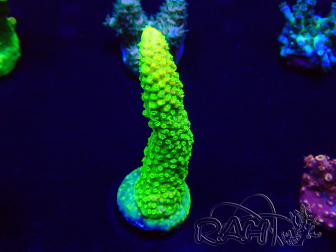 WYSIWYG Acropora Maricoltura acclimatata a LED