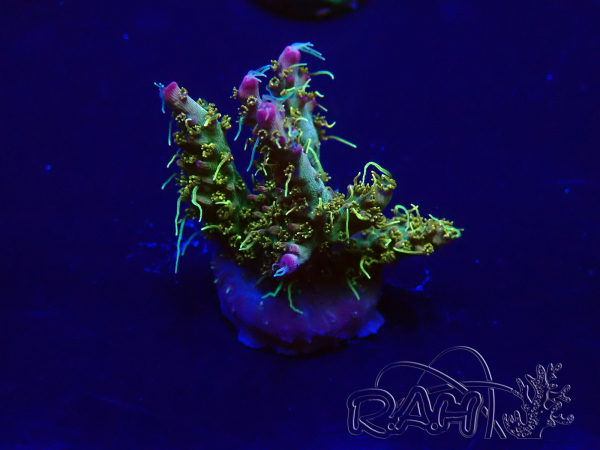 WYSIWYG Acropora Maricoltura acclimatata a LED