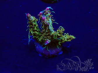 WYSIWYG Acropora Marikultur akklimatisiert LED
