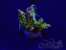 WYSIWYG Acropora 15C1 Mariculture acclimaté led