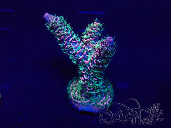 WYSIWYG AcroporaMariculture acclimated LED