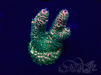 WYSIWYG Acropora tenuis Mariculture acclimated LED