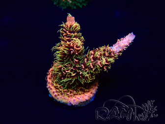 WYSIWYG Acropora Mariculture acclimaté led