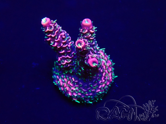 WYSIWYG Acropora Maricultura aclimatado led