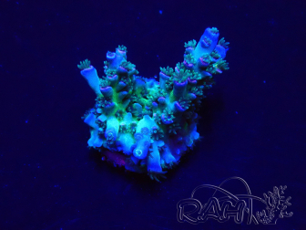 WYSIWYG Acropora tenuisMariculture acclimated LED