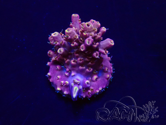 WYSIWYG Acropora tenuis Mariculture acclimated LED