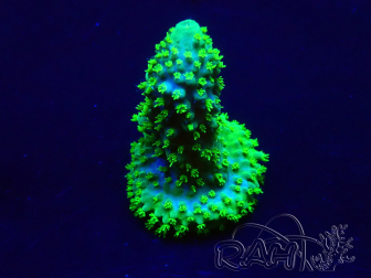 WYSIWYG Acropora akklimatisiert LED