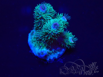 WYSIWYG Acropora granulosa 15C11 Mariculture acclimaté led