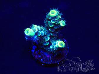 WYSIWYG Acropora millepora Mariculture acclimated LED
