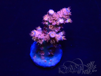 WYSIWYG Acropora millepora 15D3 Mariculture acclimaté led
