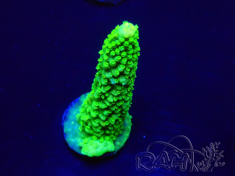 WYSIWYG Acropora Marikultur akklimatisiert LED