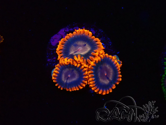 WYSIWYG - RAH Zoanthus Volcanic Rift 2T2