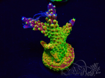 WYSIWYG Acropora Mariculture acclimated LED