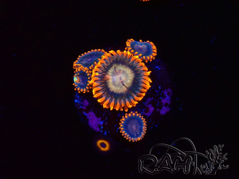 WYSIWYG - RAH Zoanthus Volcanic Rift 2T6