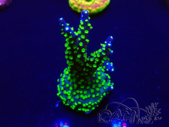 WYSIWYG Acropora 15D6 Mariculture acclimaté led