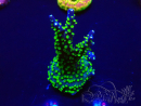 WYSIWYG AcroporaMaricultura aclimatada led