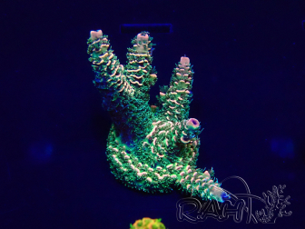 WYSIWYG Acropora acclimated LED
