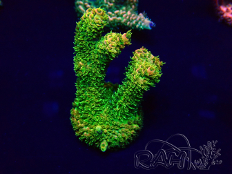 WYSIWYG Acropora 15D9 Mariculture acclimaté led