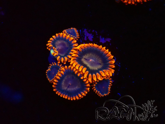 WYSIWYG - RAH Zoanthus Volcanic Rift 2T8