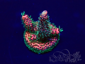 WYSIWYG Acropora acclimaté led
