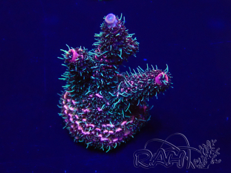 WYSIWYG Acropora 15E2 Mariculture acclimaté led