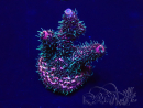 WYSIWYG Acropora Marikultur akklimatisiert LED