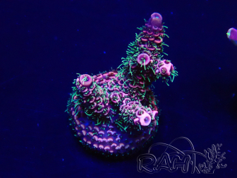 WYSIWYG Acropora Mariculture acclimated LED