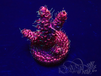 WYSIWYG Acropora geacclimatiseerd LED