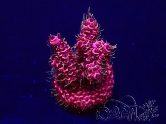 WYSIWYG Acropora Australia acclimated LED