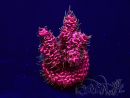 WYSIWYG Acropora Australië geacclimatiseerd LED