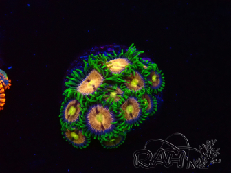 WYSIWYG - Zoanthus Laser Lemon