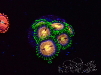 WYSIWYG - Zoanthus Laser Lemon 2T10