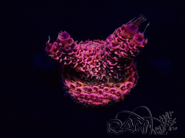 WYSIWYG Acropora Maricultura aclimatada LED
