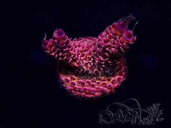 WYSIWYG Acropora millepora 15E7 Mariculture acclimaté led