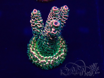 WYSIWYG Acropora 15E9 acclimated LED