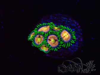 WYSIWYG - Zoanthus Laser Lemon