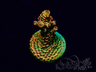 WYSIWYG Acropora 15E11 Mariculture acclimaté led