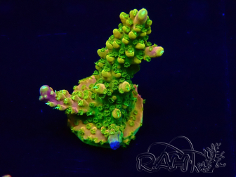 WYSIWYG Acropora 15F2 Mariculture acclimaté led