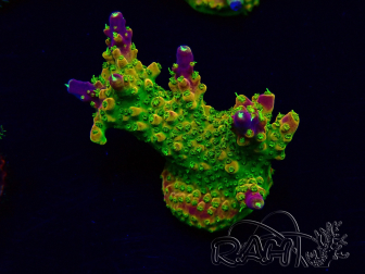 WYSIWYG Acropora aclimatada LED