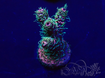 WYSIWYG Acropora Australia acclimated LED