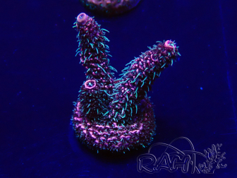 WYSIWYG Acropora millepora 15F8 Mariculture acclimaté led