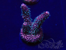 WYSIWYG Acropora tenuis Maricultura aclimatada led