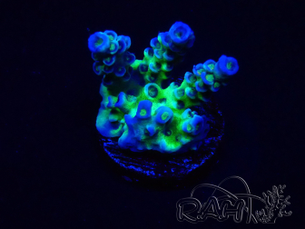 WYSIWYG Acropora tenuis 15F9 Mariculture acclimaté led