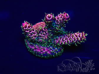WYSIWYG Acropora hyacinthus 15F10 Mariculture acclimaté led
